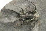 Spiny Ceratarges Trilobite - Zireg, Morocco #222267-1